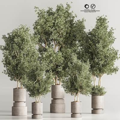 绿植盆栽-5